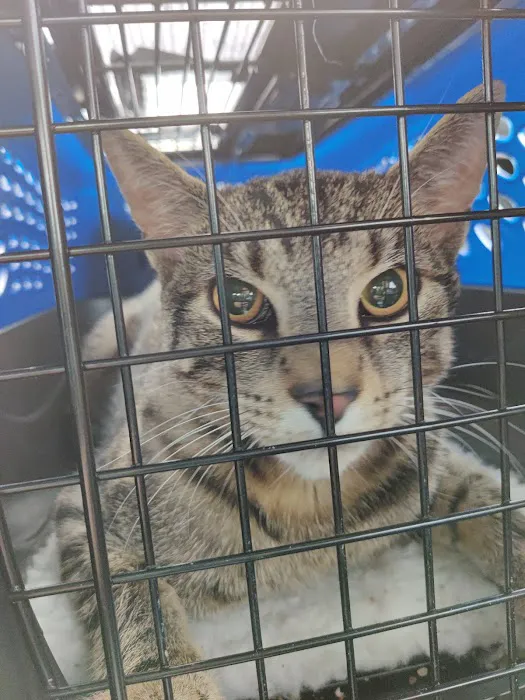 Operation Pets Spay/Neuter 1