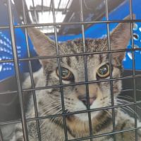 Operation Pets Spay/Neuter ico