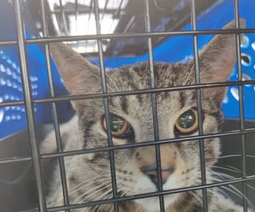Operation Pets Spay/Neuter