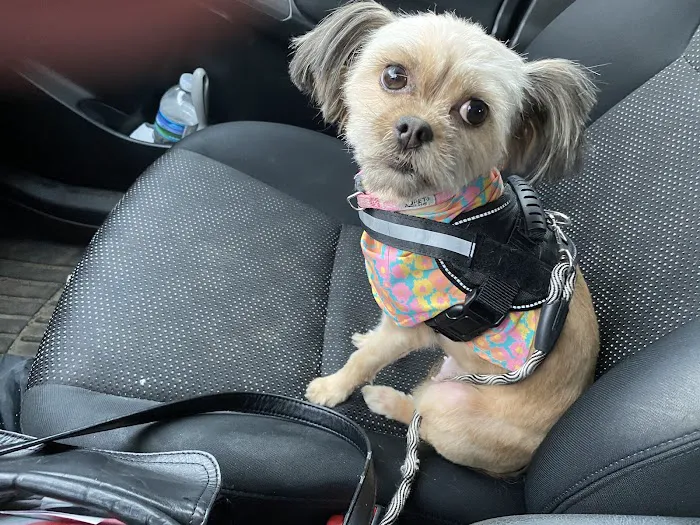 Operation Pets Spay/Neuter 6