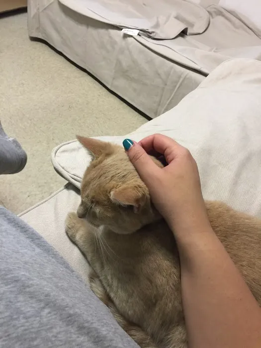 Operation Pets Spay/Neuter 8