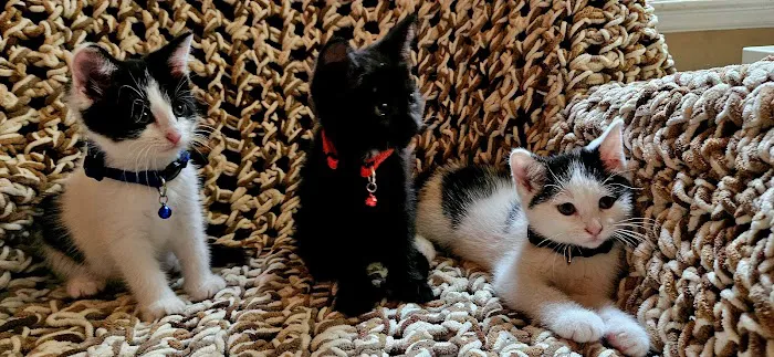 Operation Pets Spay/Neuter 7