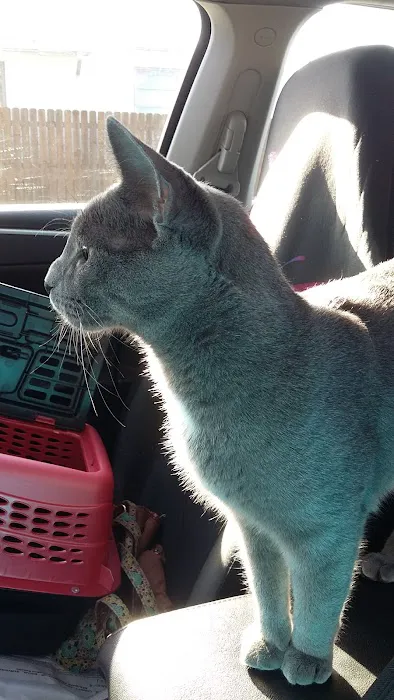 Operation Pets Spay/Neuter 10