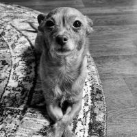 Banfield Pet Hospital ico