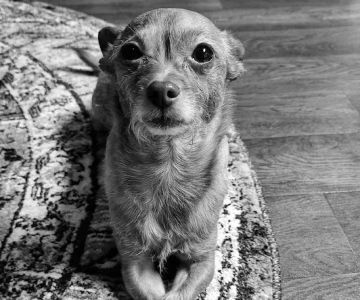 Banfield Pet Hospital