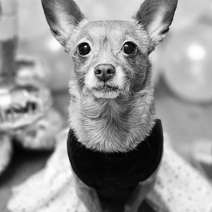 Banfield Pet Hospital 7