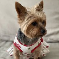 Orchard Park Veterinary Medical Center ico