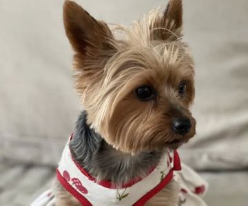 Orchard Park Veterinary Medical Center