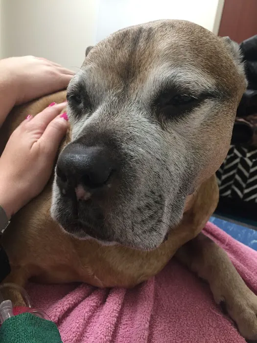 Orchard Park Veterinary Medical Center 9
