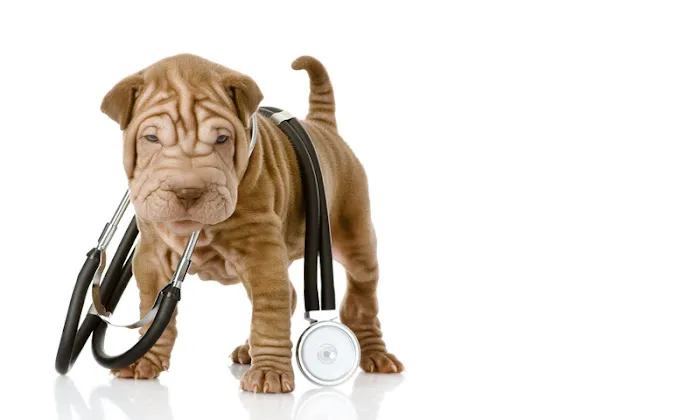 Community Pet Care Hospital 1