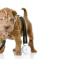 Community Pet Care Hospital ico