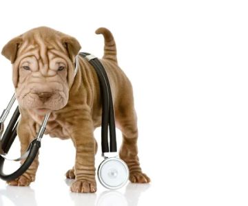 Community Pet Care Hospital