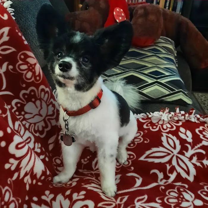 Community Pet Care Hospital 5