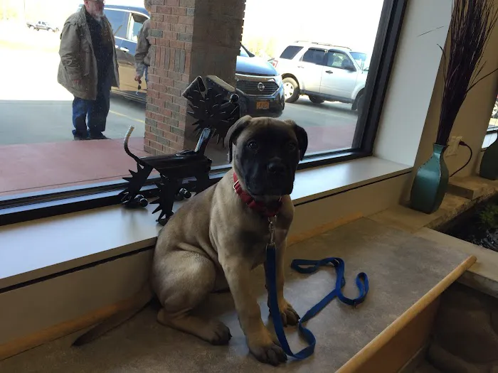 5 Corners Animal Hospital 2