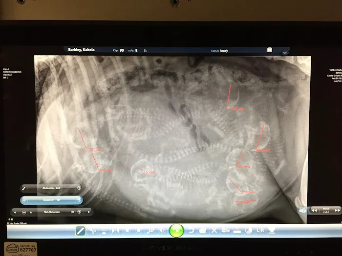 5 Corners Animal Hospital 4