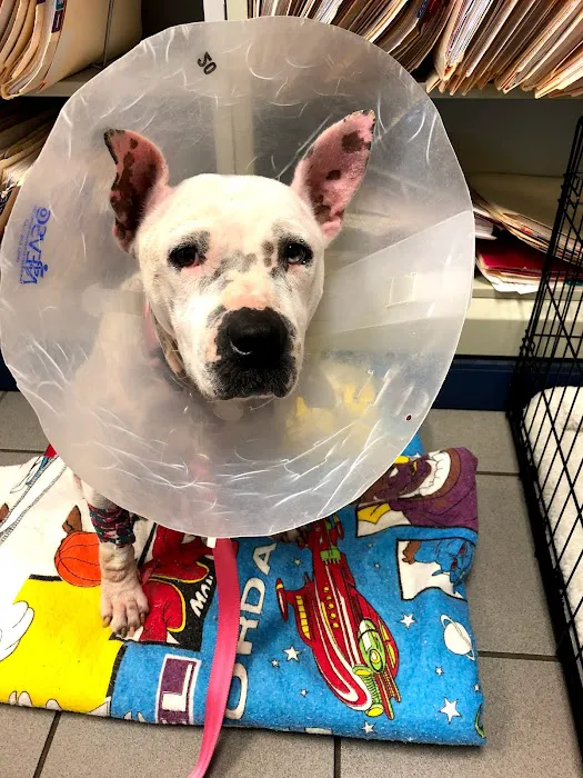 5 Corners Animal Hospital 10