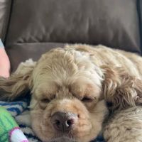 Aurora Park Animal Clinic ico