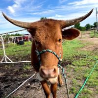 Miller Veterinary Hospital & Mobile Services ico
