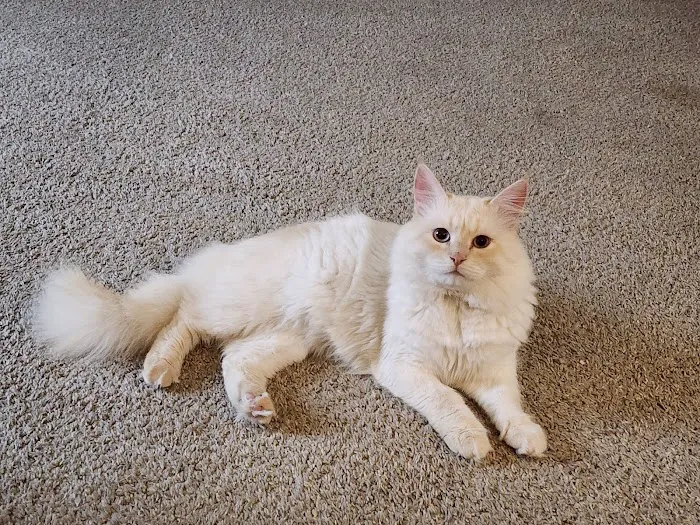 Casa Hidalgo cattery kennel & grooming 1