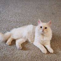 Casa Hidalgo cattery kennel & grooming ico