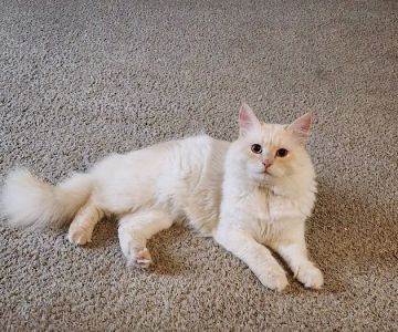 Casa Hidalgo cattery kennel & grooming