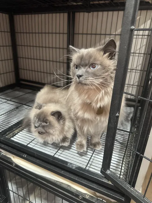 Casa Hidalgo cattery kennel & grooming 4