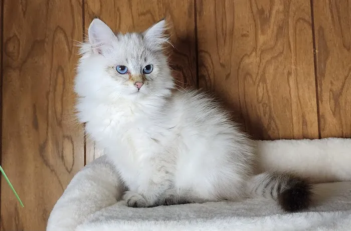 Casa Hidalgo cattery kennel & grooming 2
