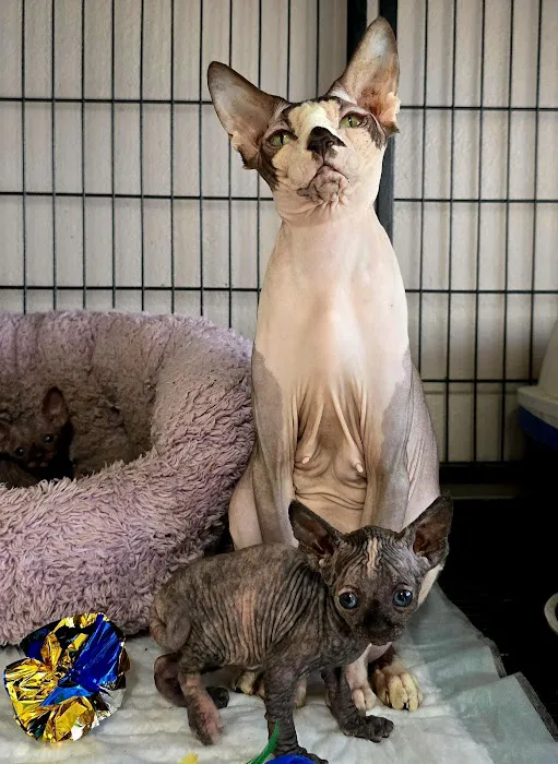 Casa Hidalgo cattery kennel & grooming 9