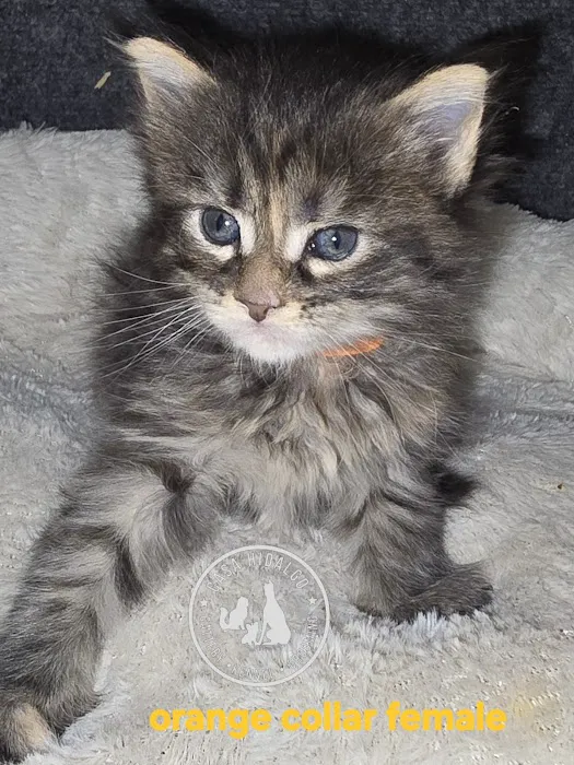 Casa Hidalgo cattery kennel & grooming 6