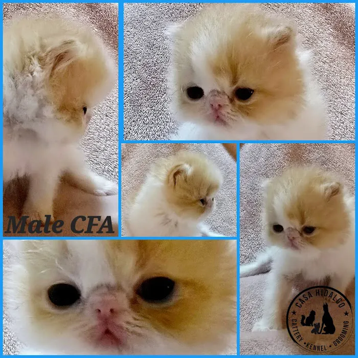 Casa Hidalgo cattery kennel & grooming 8