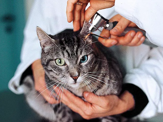 The Cat Doctor 3