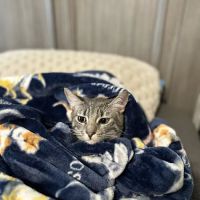 The Cat Doctor ico