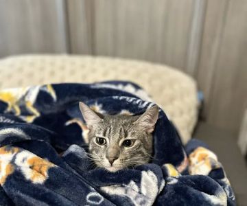 The Cat Doctor