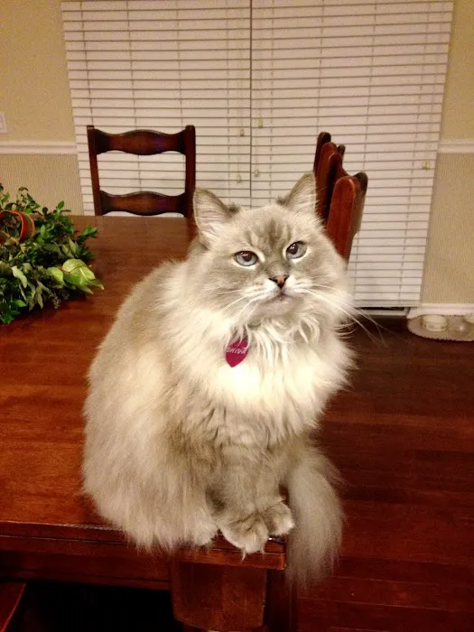 The Cat Doctor 9
