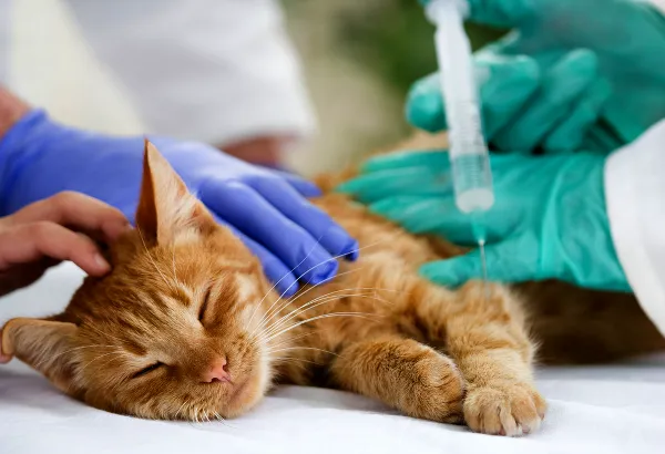 The Cat Doctor 10