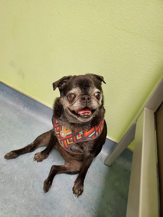 Ohana Pet Hospital 10