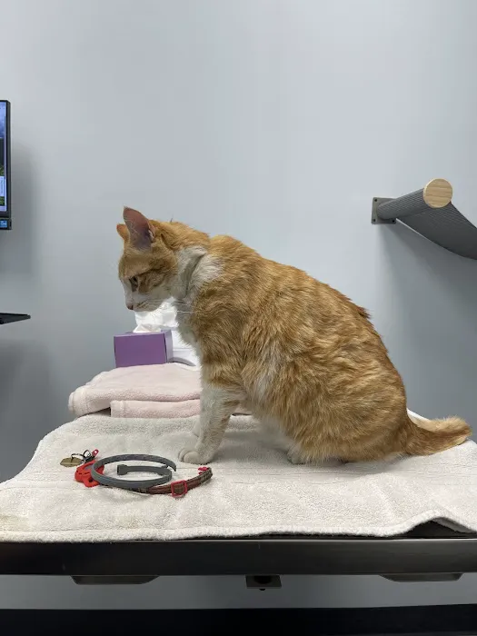 Cornelius Pet Hospital 1