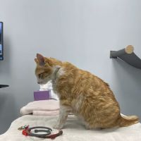 Cornelius Pet Hospital ico