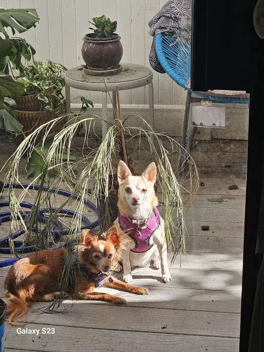 Cornelius Pet Hospital 5