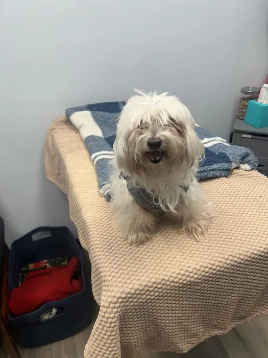 Cornelius Pet Hospital 6