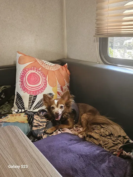 Cornelius Pet Hospital 7