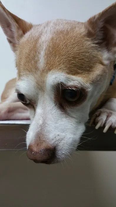 Ventura Veterinary Hospital 2