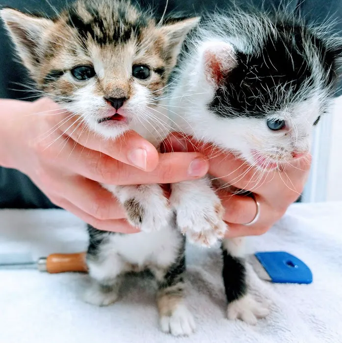 Ventura Veterinary Hospital 5