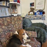 McNeil Veterinary Services ico