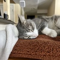Bradford Animal Hospital ico