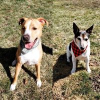Riverside Veterinary Clinic ico