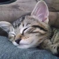 Amesbury Animal Hospital ico