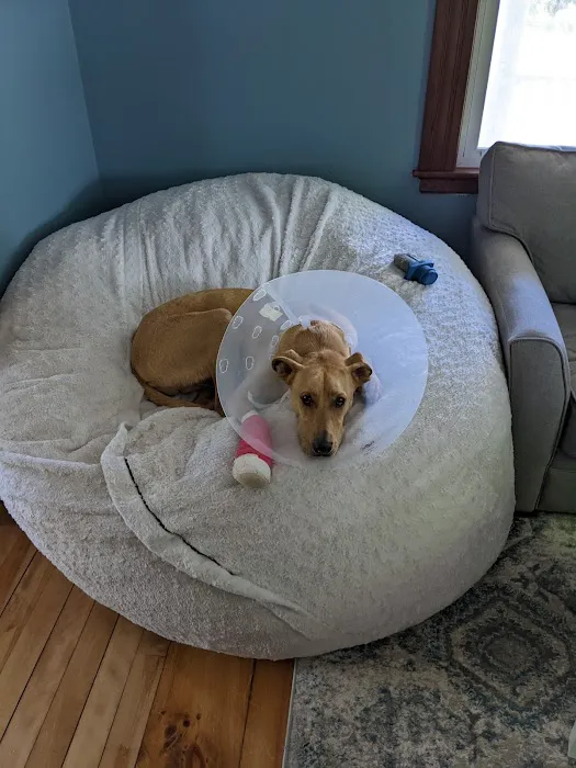 Amesbury Animal Hospital 7