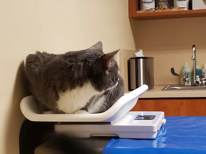 Amesbury Animal Hospital 5
