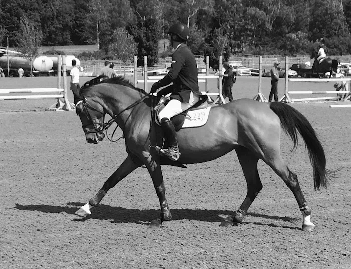 Atlantic Equine Services 3